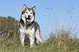 ALASKAN MALAMUTE 160